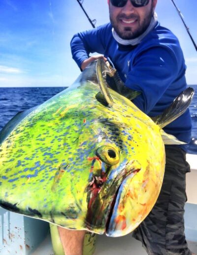 mahi mahi catch fish