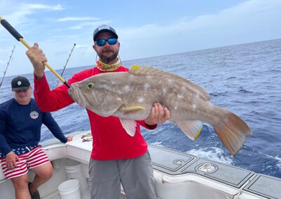 Yellow Edge Grouper
