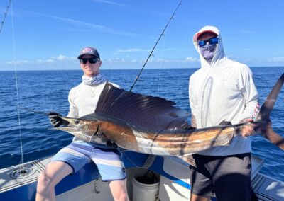 sailfish
