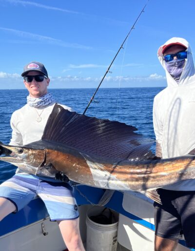 sailfish